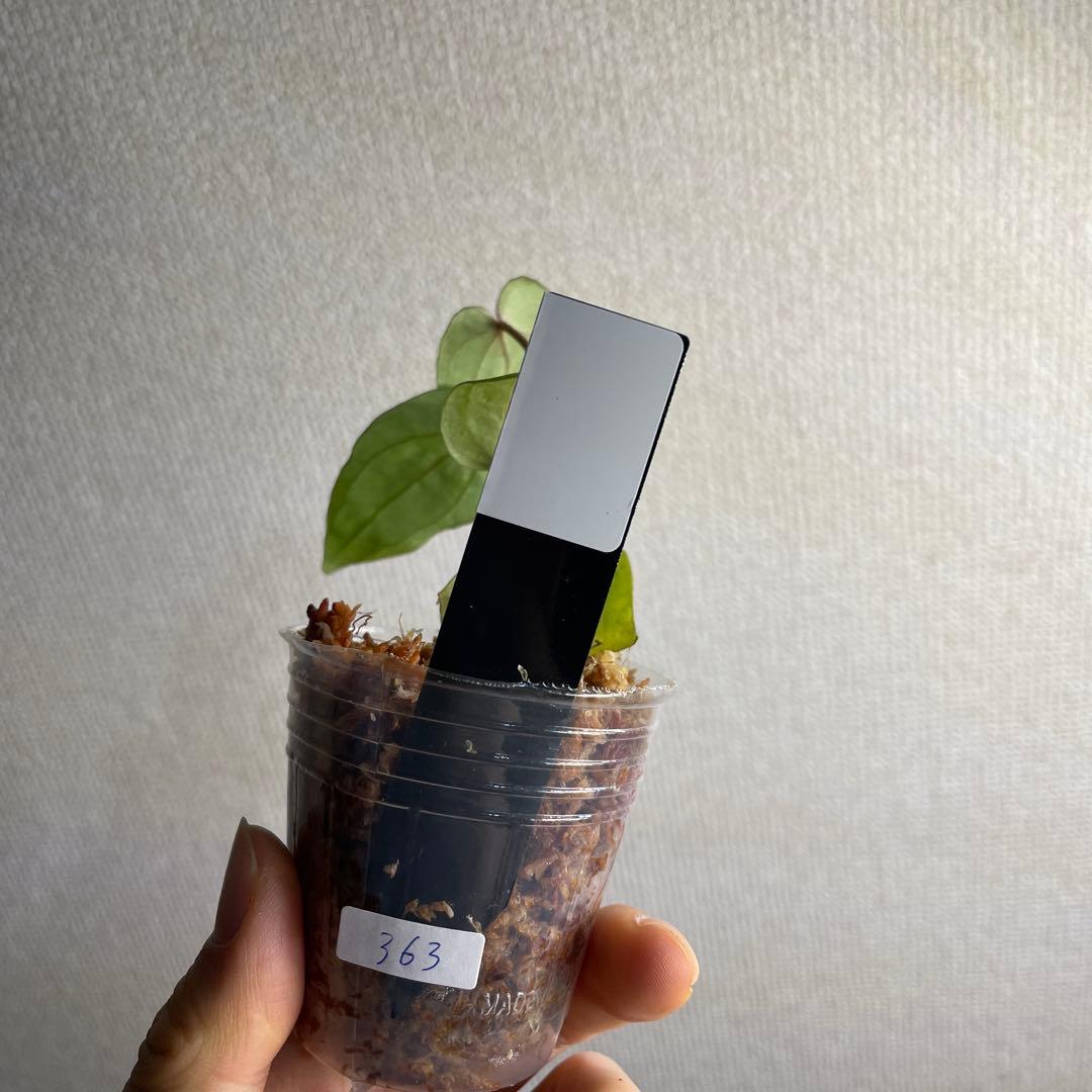 り*や様 Anthurium AOS✖️RVDP斑入り