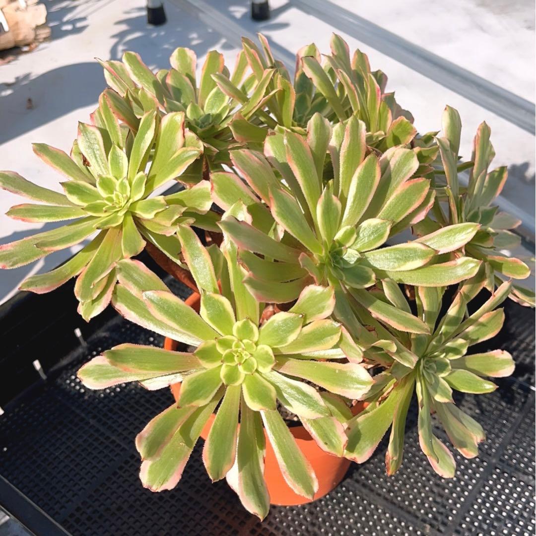 89#多肉植物アエオニウム錦❤️ キャンディパウダリー ❤️10頭32cm拔き苗