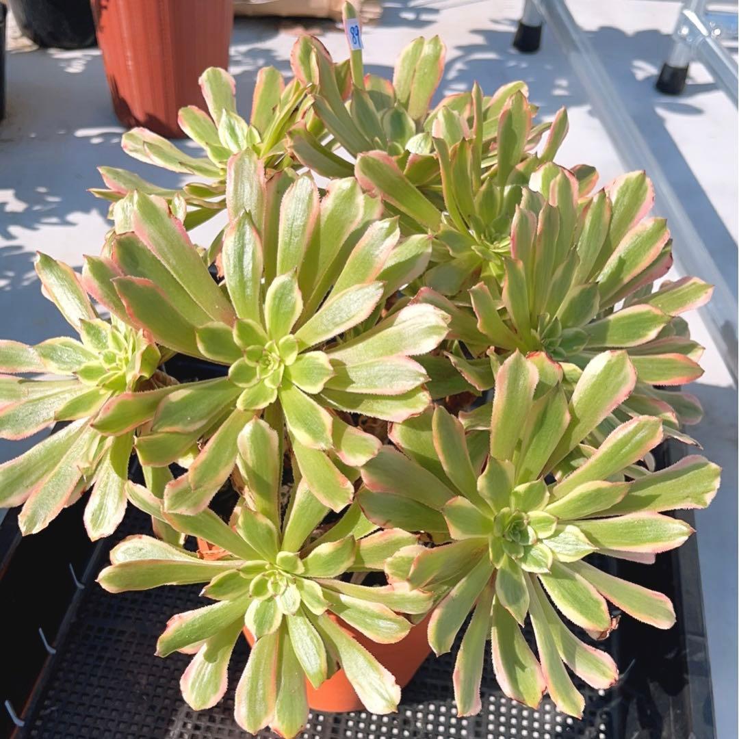 89#多肉植物アエオニウム錦❤️ キャンディパウダリー ❤️10頭32cm拔き苗