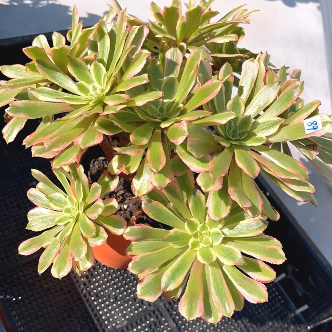 89#多肉植物アエオニウム錦❤️ キャンディパウダリー ❤️10頭32cm拔き苗