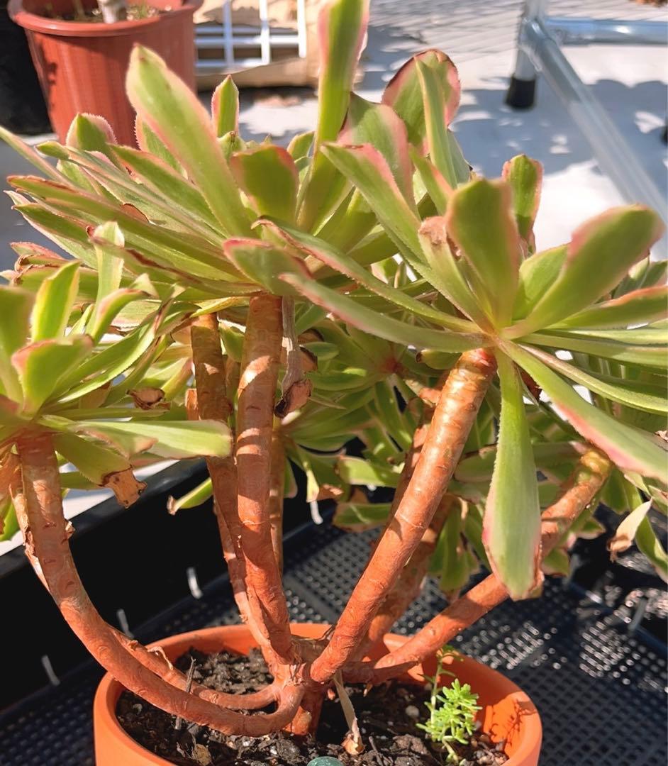 89#多肉植物アエオニウム錦❤️ キャンディパウダリー ❤️10頭32cm拔き苗