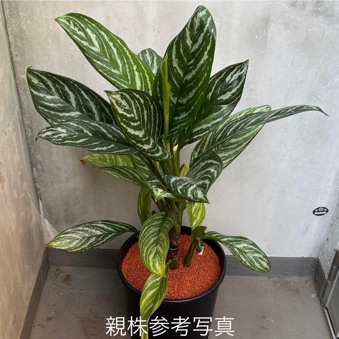 アグラオネマ ニティドゥム カーティシー 観葉植物 LEON レオン 21