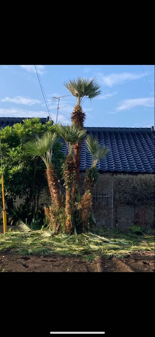ヤシ