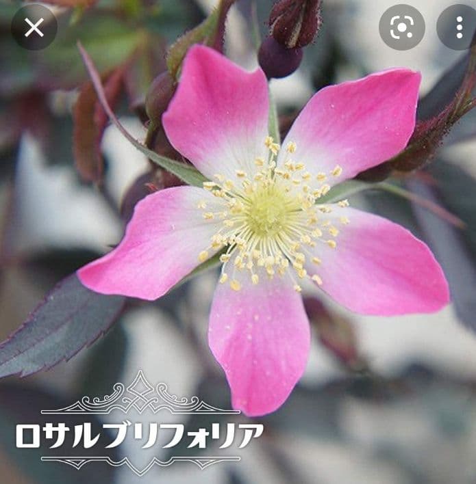 【バラ大苗】野生種交雑種　ロサルブリフォリア