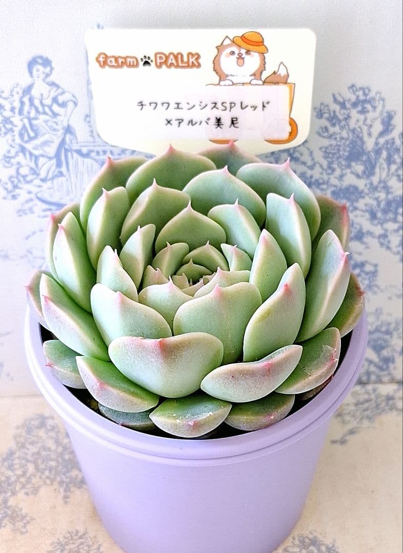チワワエンシスSPレッド×アルバ美尼札付きポットごとメルカリ便ファームパルク苗