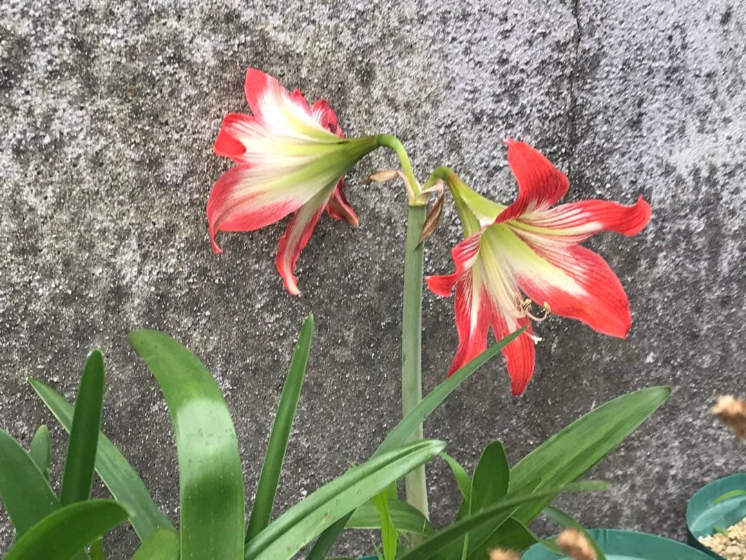 r*i様 ヒッペアストラムとヒッペアスケリアの球根たくさんです。