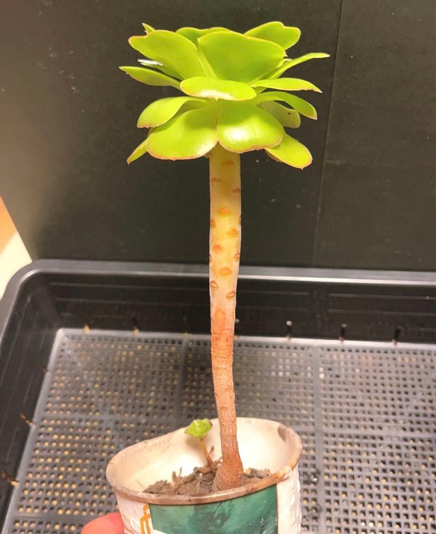 58 #多肉植物アエオニウム❤️  緑のバラ ❤️1大頭9cm拔き苗