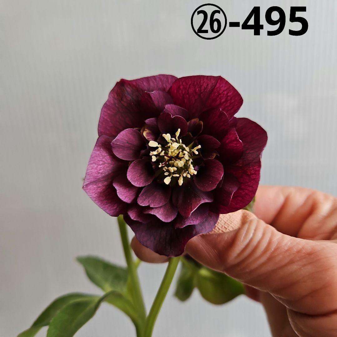 ㉖-495クリスマスローズ