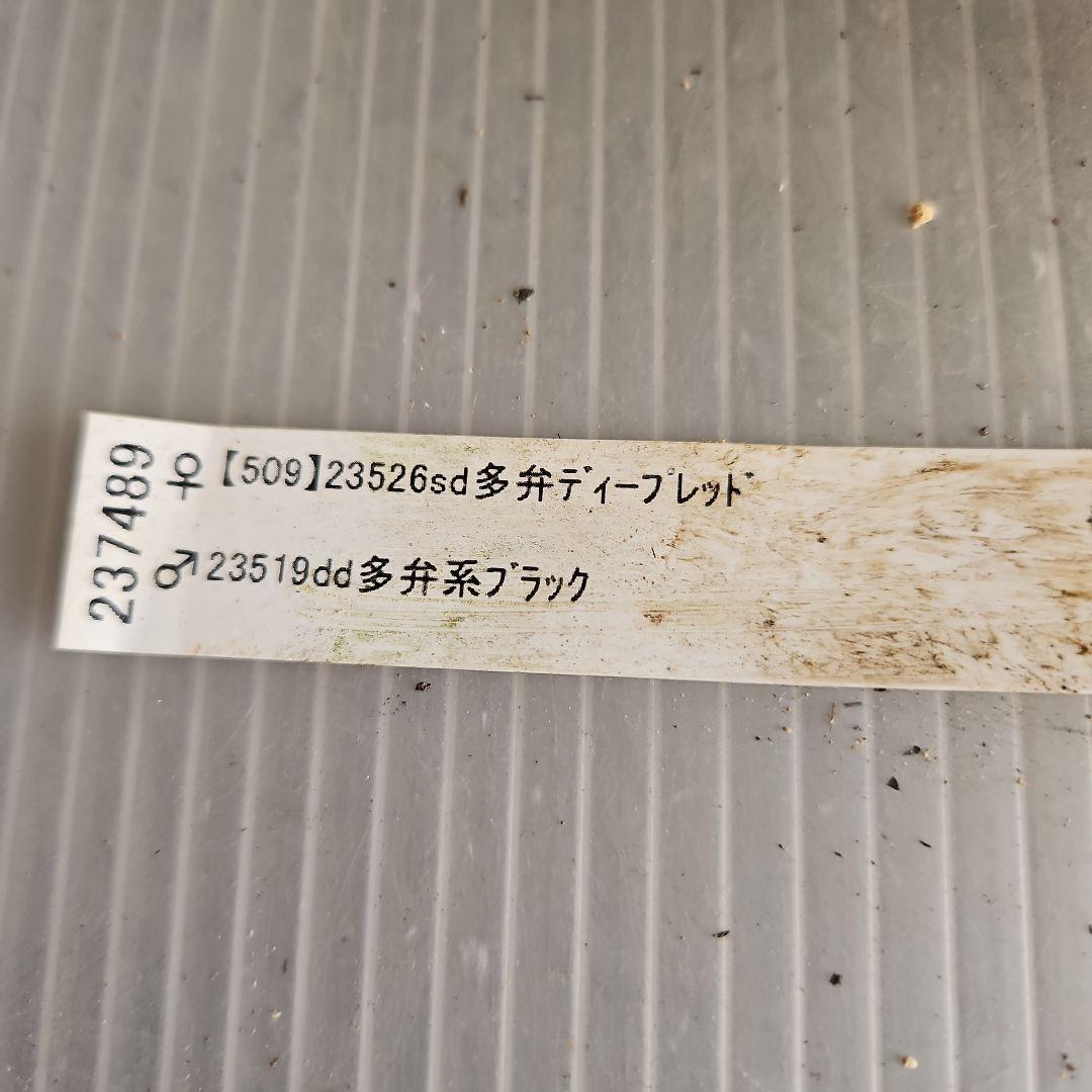 ㉖-495クリスマスローズ