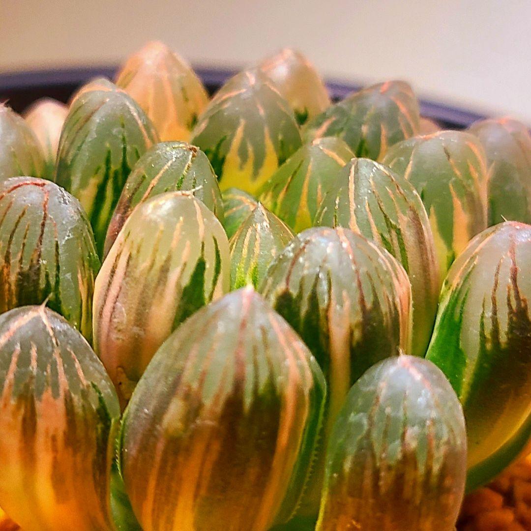 丸葉オブツーサ錦 親株 極上株 多肉植物 ハオルチア アロエ