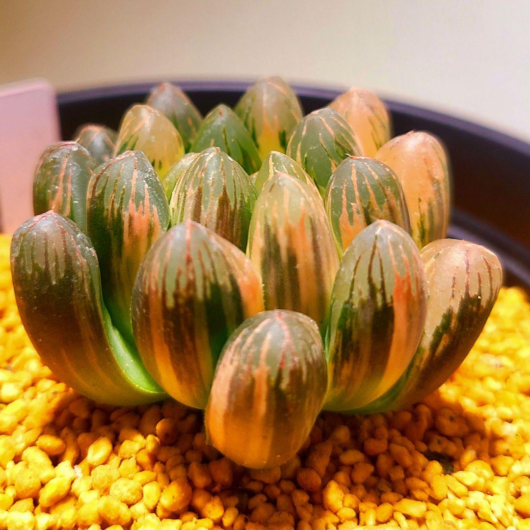 丸葉オブツーサ錦 親株 極上株 多肉植物 ハオルチア アロエ