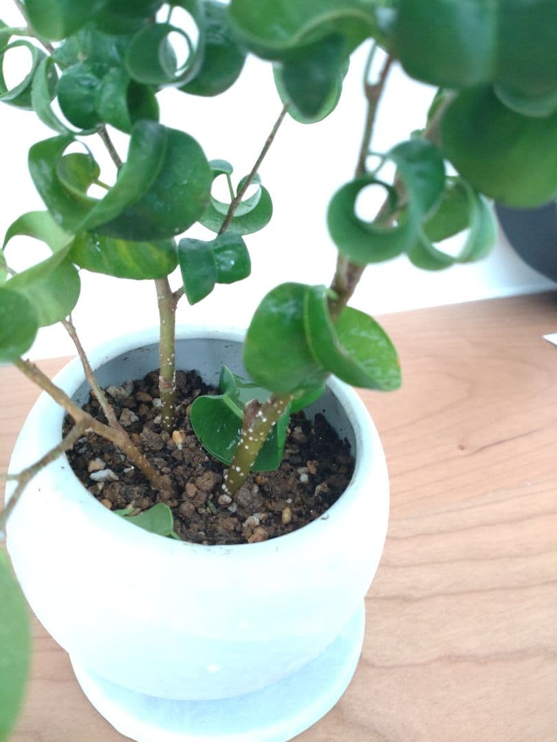 花様　確認用