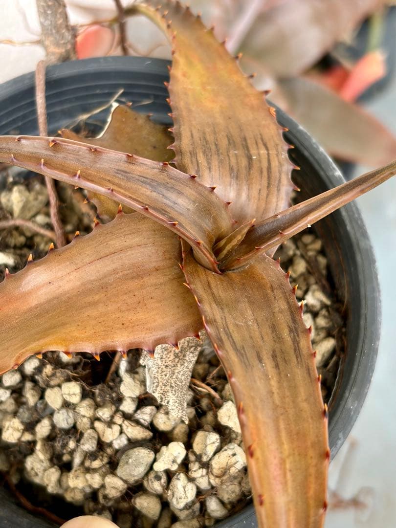 ハオルチア・アロエ aloe somaliensis var. marmorata Somalia