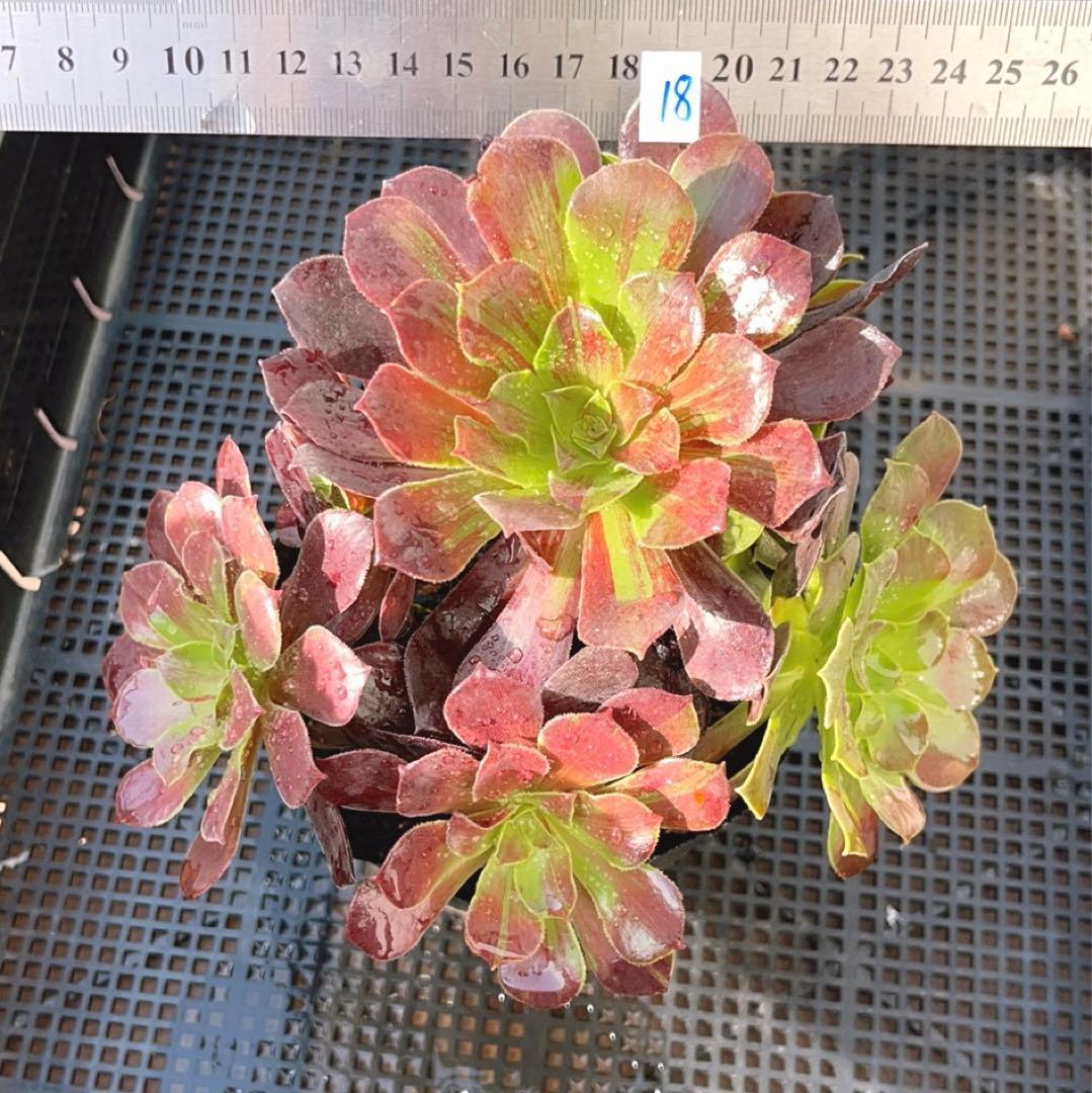 18#植物アエオニウム❤️カシミアバイオレット糸引き錦❤️1大頭7小頭18cm拔き苗