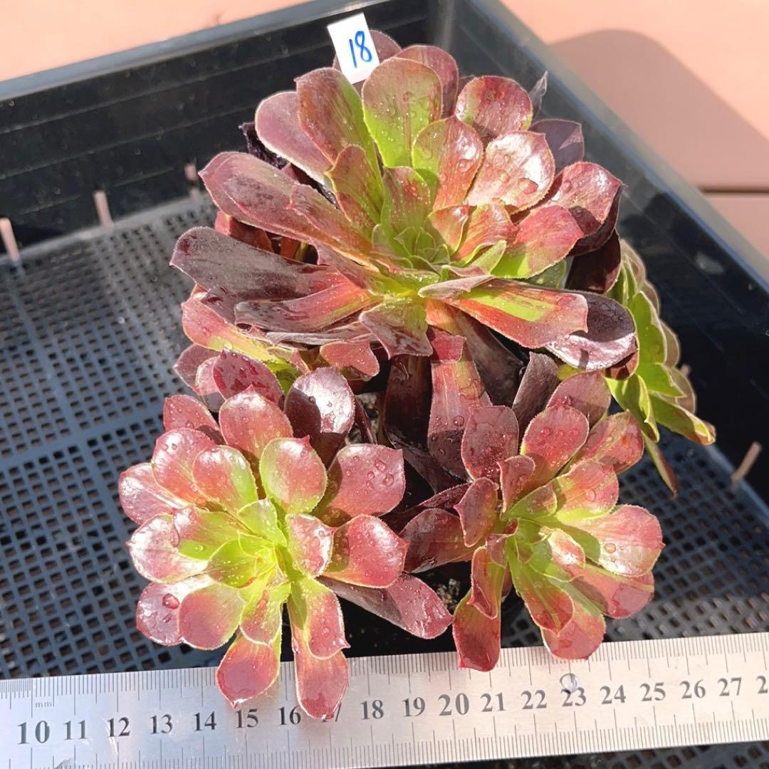 18#植物アエオニウム❤️カシミアバイオレット糸引き錦❤️1大頭7小頭18cm拔き苗