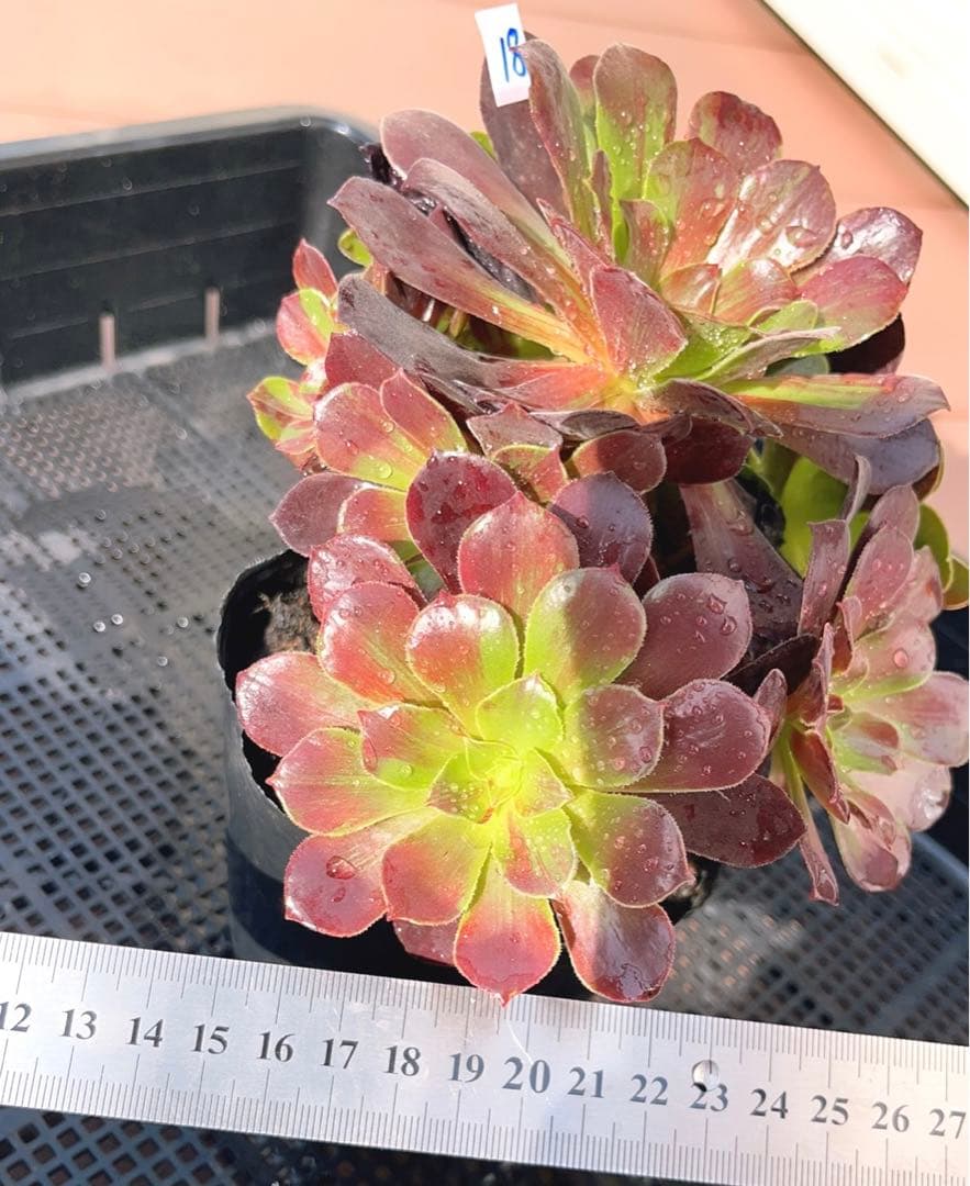 18#植物アエオニウム❤️カシミアバイオレット糸引き錦❤️1大頭7小頭18cm拔き苗