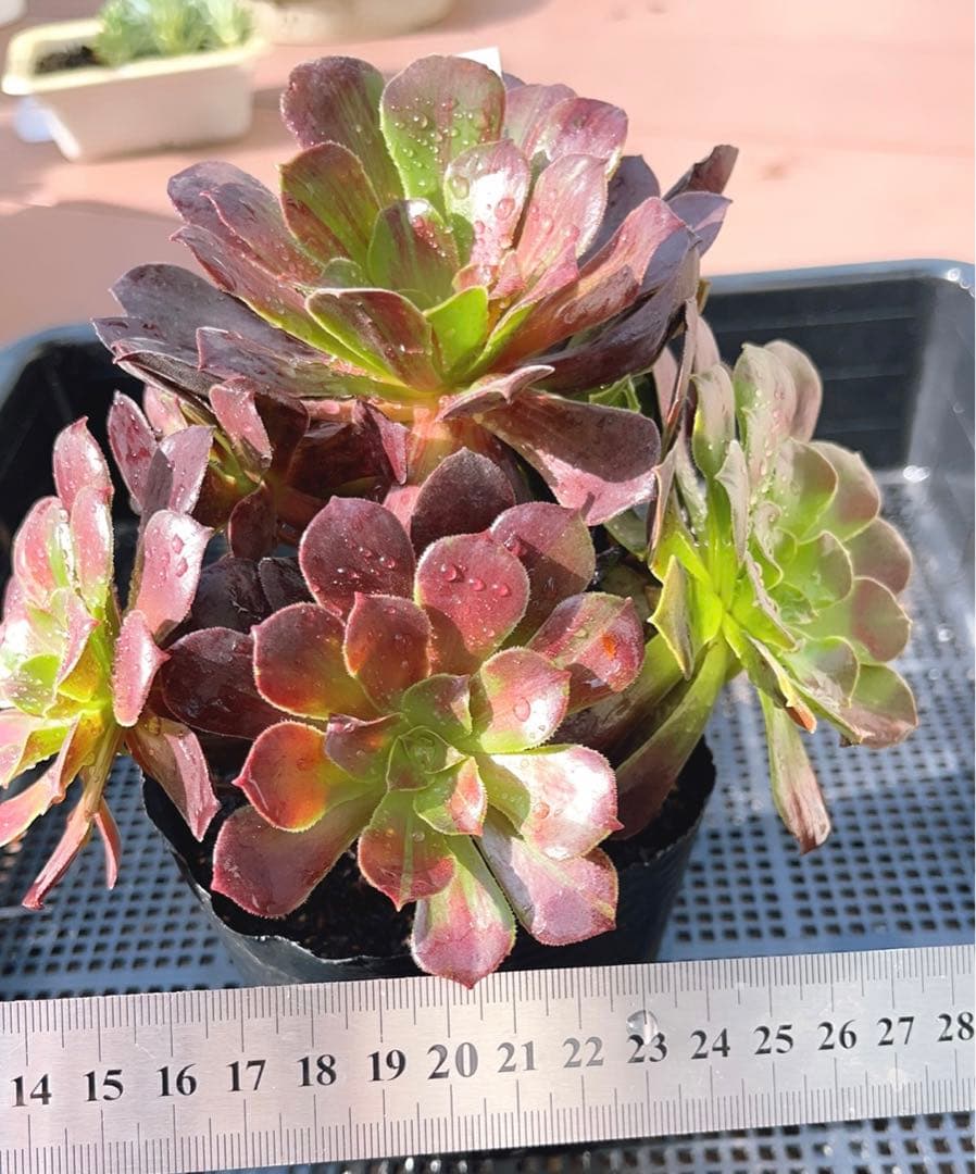 18#植物アエオニウム❤️カシミアバイオレット糸引き錦❤️1大頭7小頭18cm拔き苗