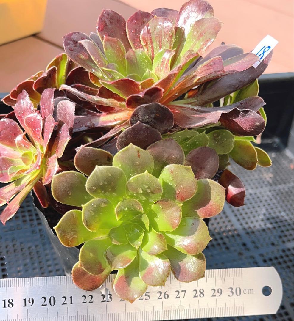 18#植物アエオニウム❤️カシミアバイオレット糸引き錦❤️1大頭7小頭18cm拔き苗