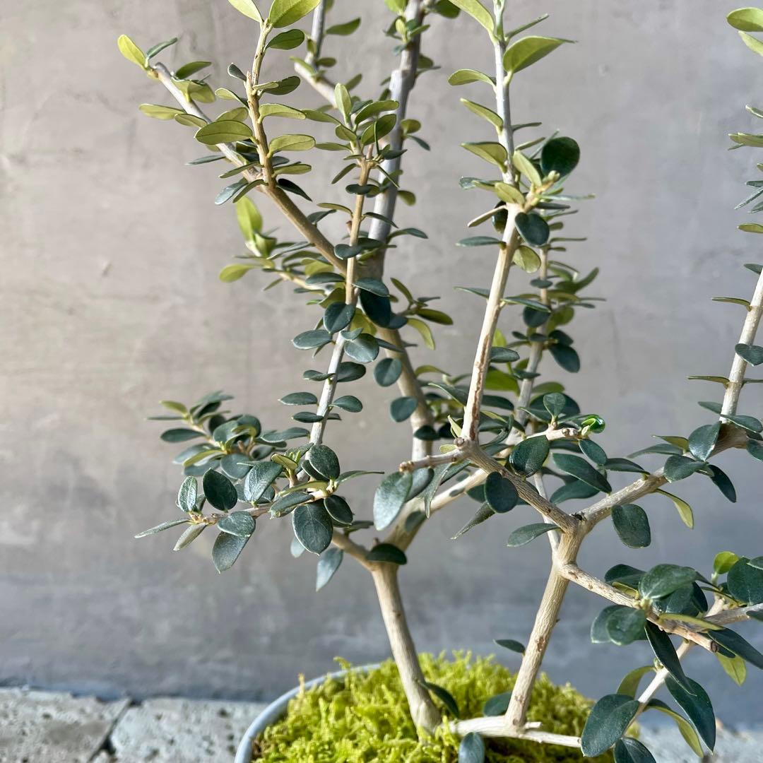 オリーブの木　実生　天然苔盆栽仕立て　陶器鉢　植え込み発送