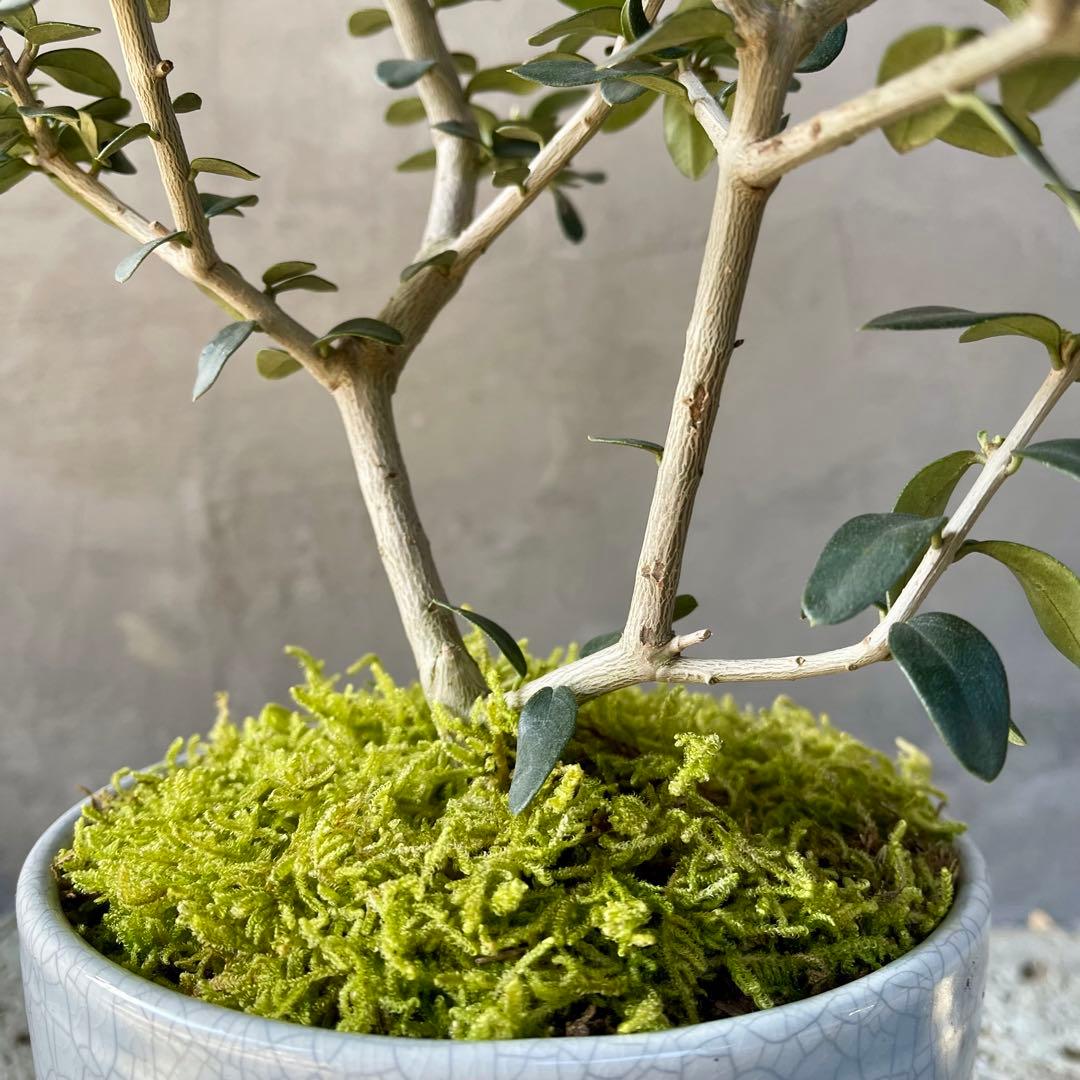 オリーブの木　実生　天然苔盆栽仕立て　陶器鉢　植え込み発送
