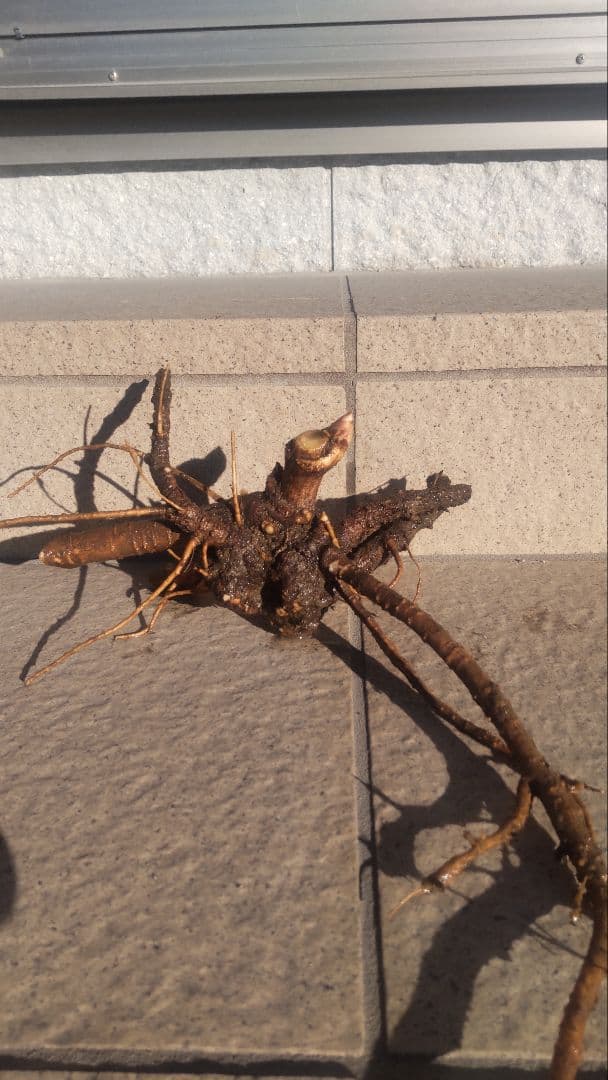 紅ウド新春の新芽付き4株苗