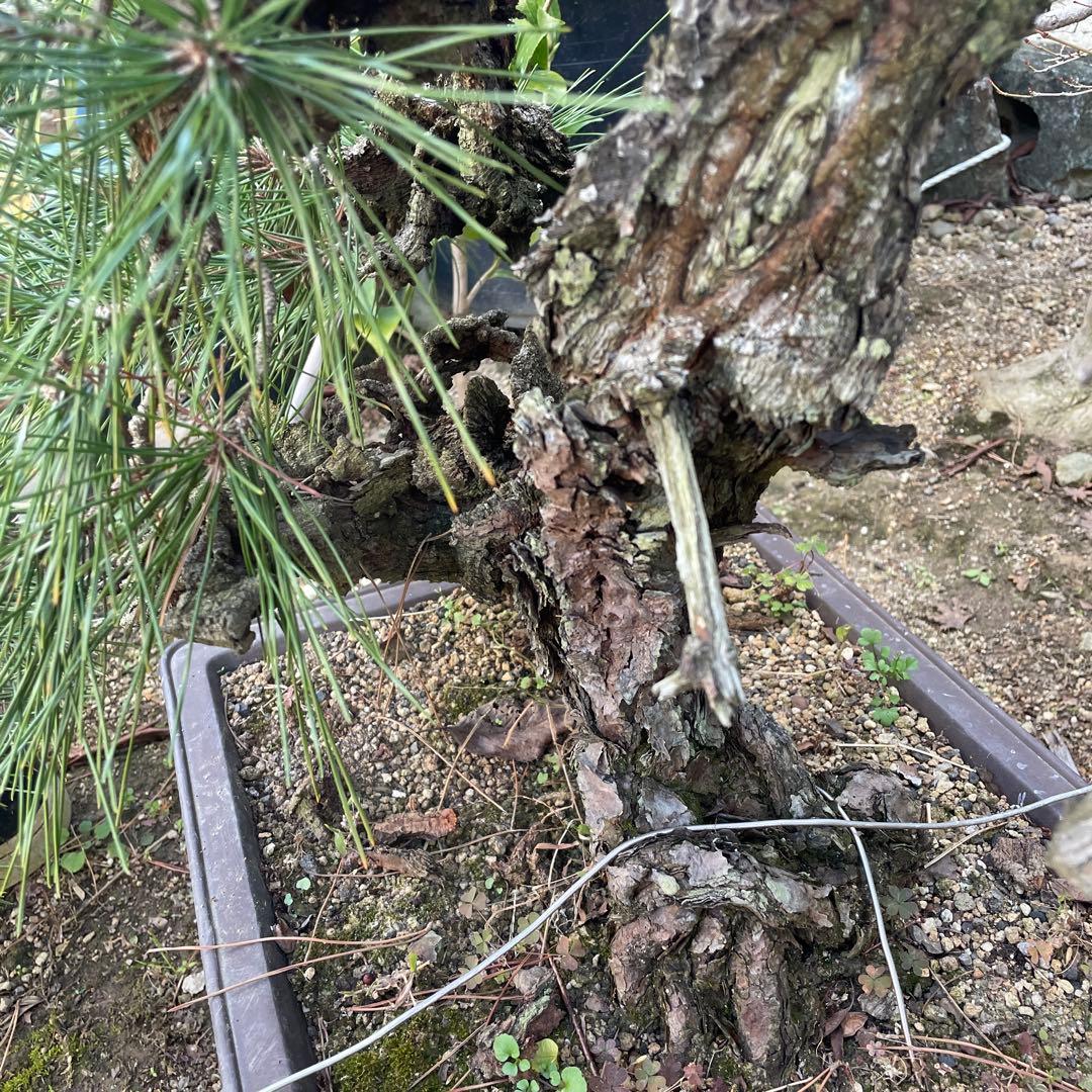 盆栽⑩ 訳あり