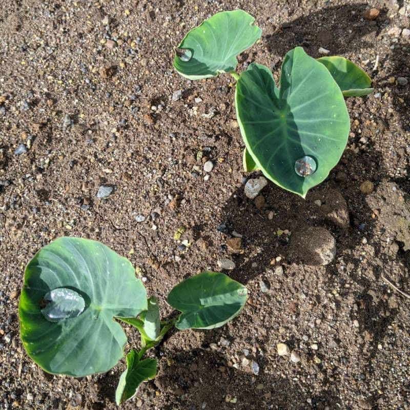 里芋の種子、大量３００粒＋粗品＋全国匿名送料無料です＼(^o^)／