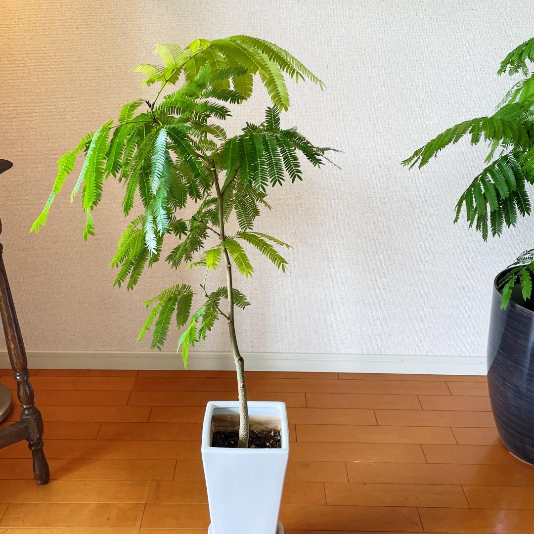 【ロング陶器鉢で高級感ありあり◎】エバーフレッシュ 7号