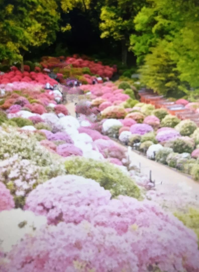 根津神社のツツジ苑