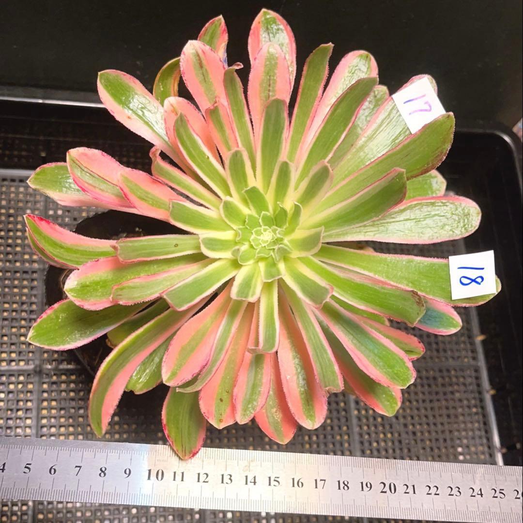 18#多肉植物❤️アエオニウム錦❤️ V錦錦❤️ 1大頭22cm拔き苗