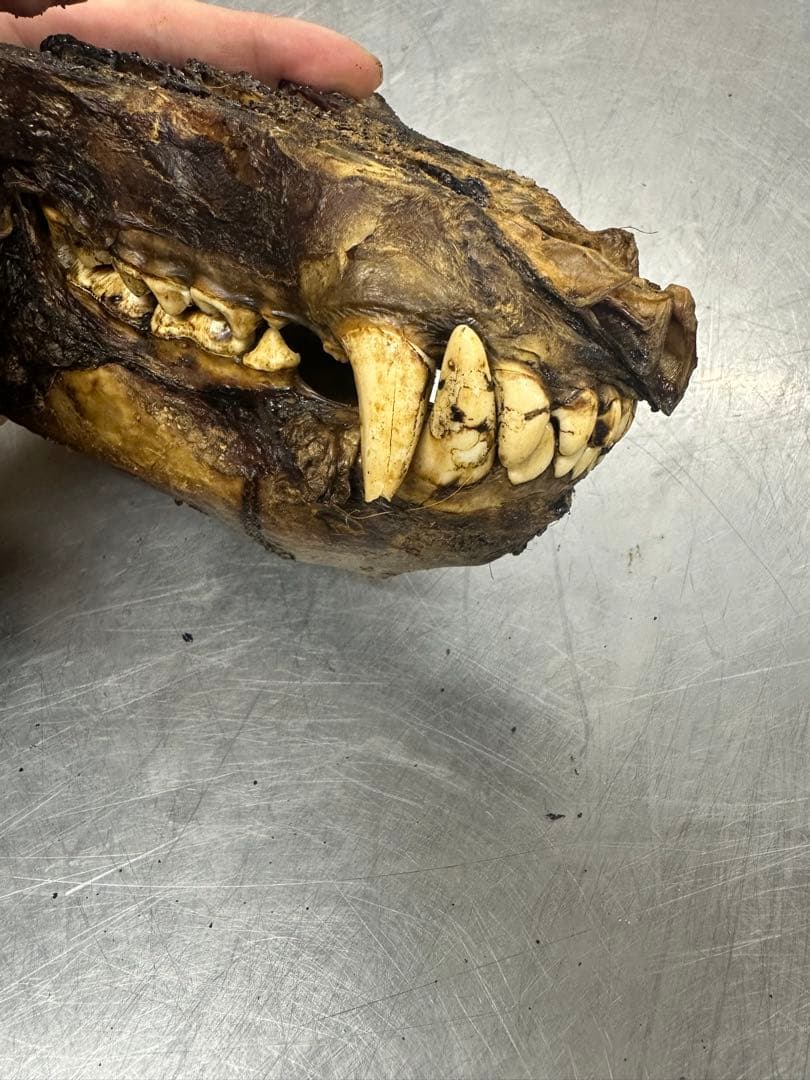 ヒグマ　熊の牙