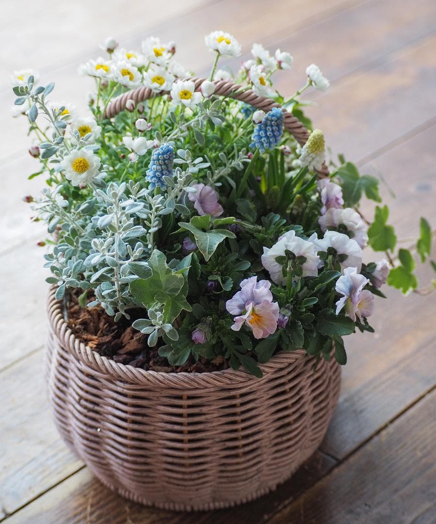 キュートな春の籠庭 ＊ 寄せ植え