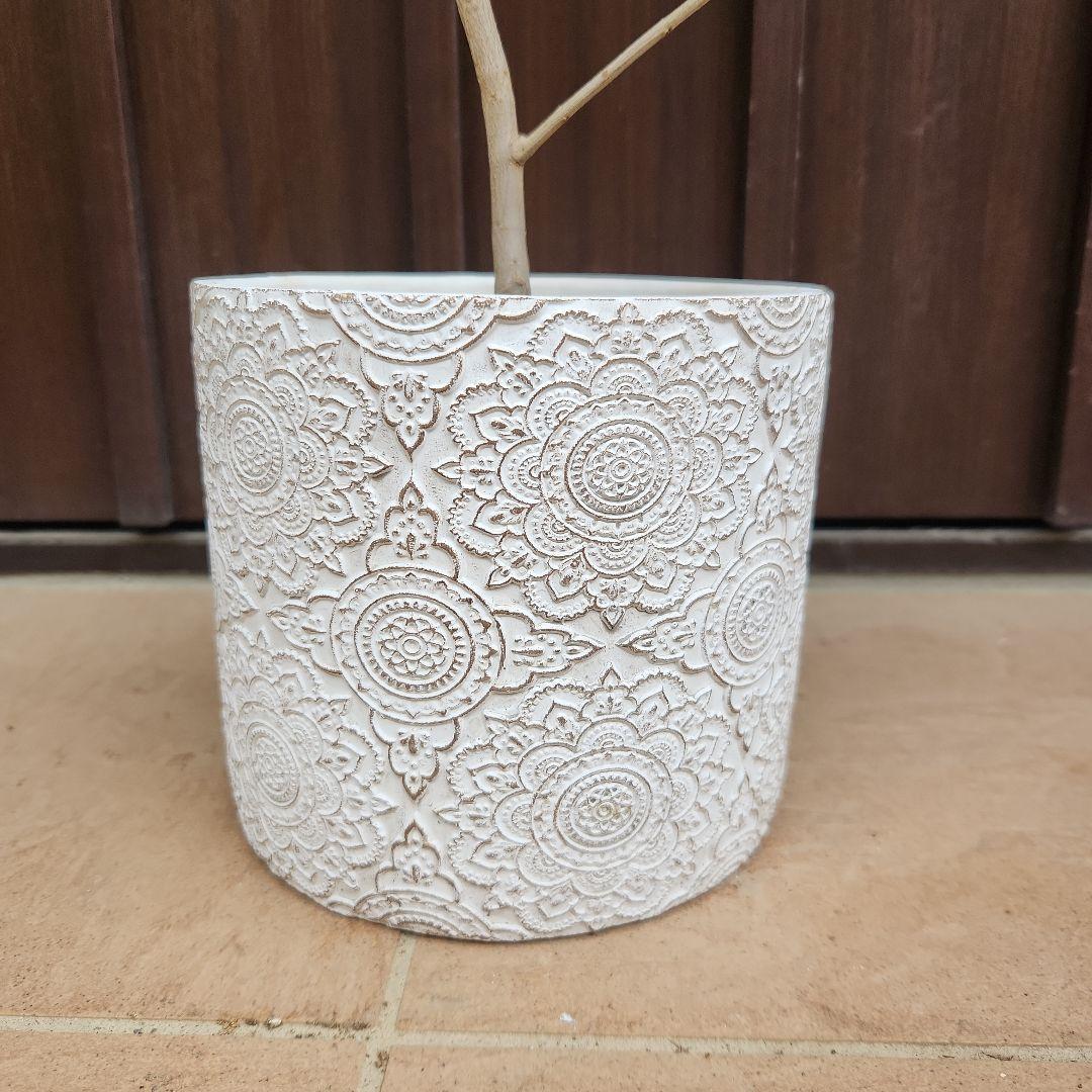 オリーブ　チプレッシーノ　デザインテラコッタ鉢植え　苗木　シンボルツリー
