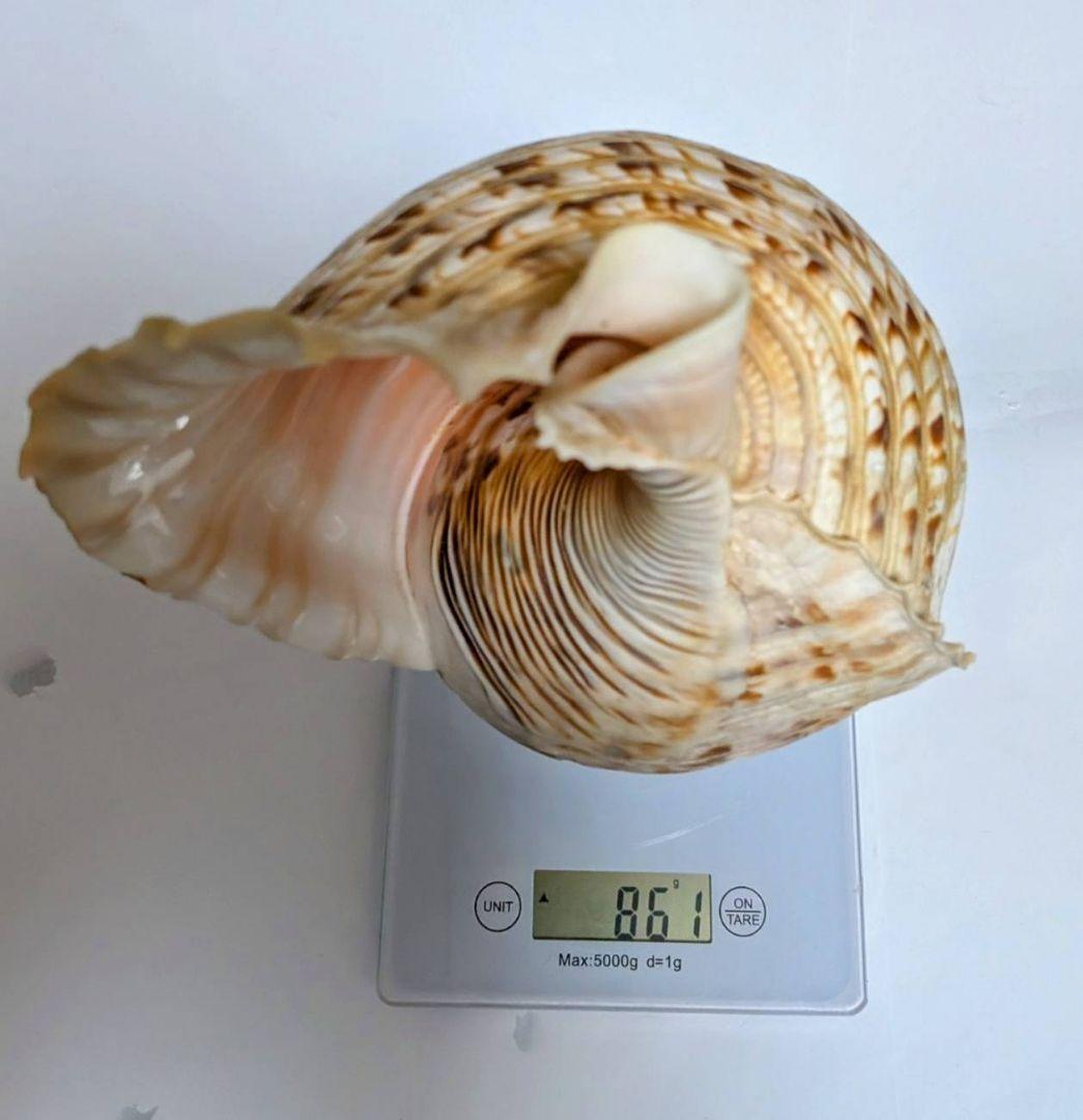 法螺貝　36.0cm 貝袋付　861g 28000円　山伏修験