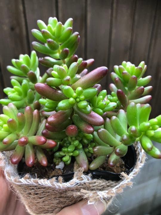 多肉植物 モリモリ虹の玉♡安心のポットごと！赤ちゃんもいっぱい♡