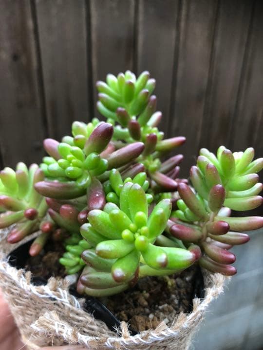 多肉植物 モリモリ虹の玉♡安心のポットごと！赤ちゃんもいっぱい♡