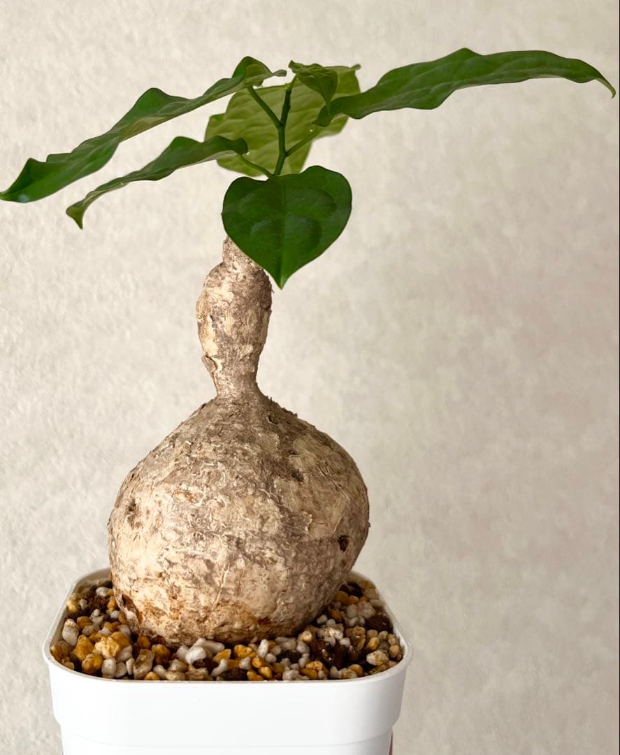【激レア/塊根植物】アデニア ペナンギアナ 鉢植え A-6