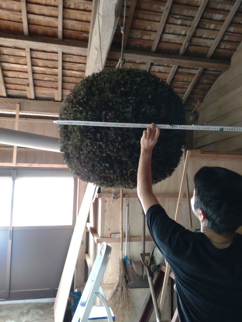杉玉70cm