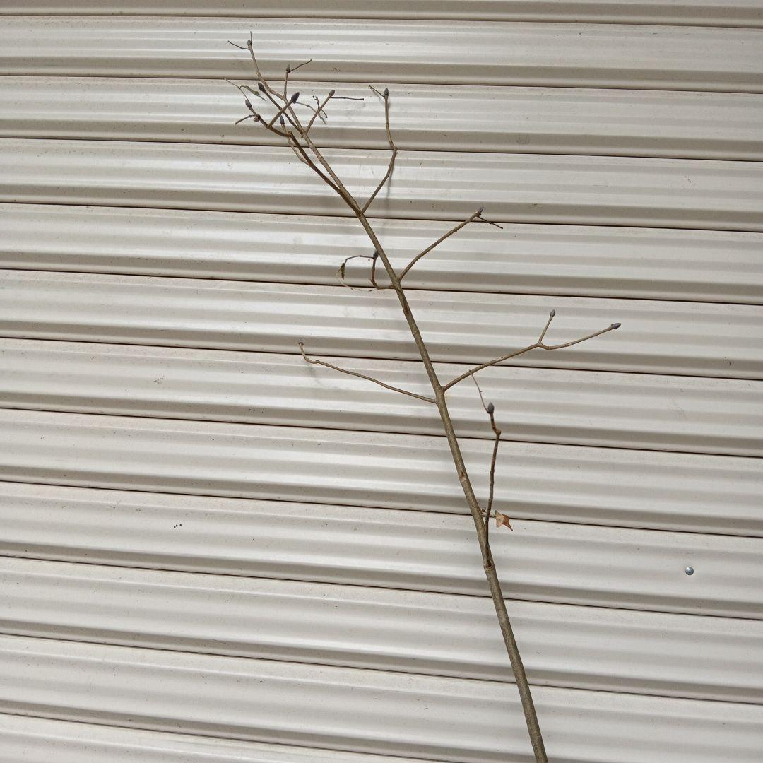 アオダモ　山採り