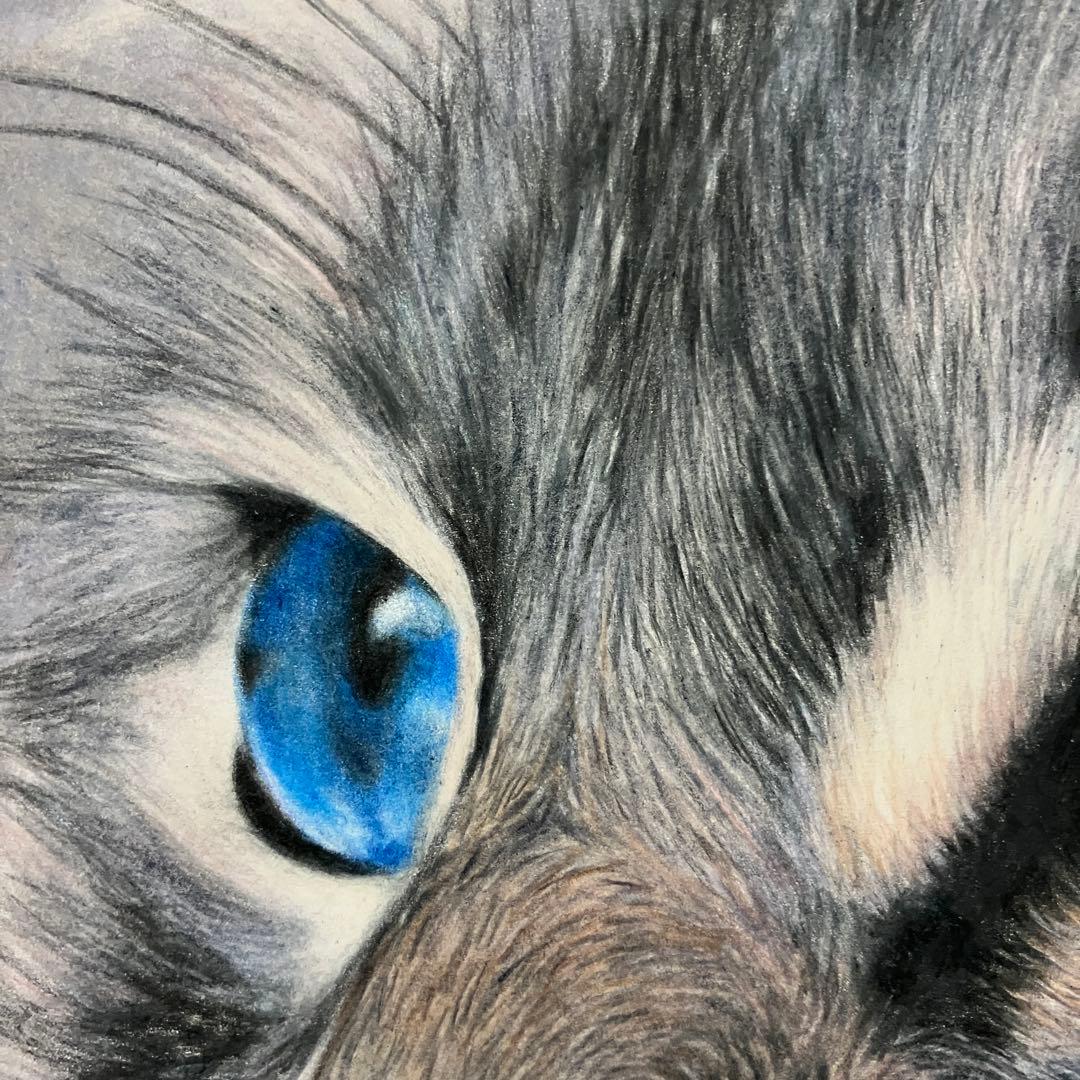CAT 色鉛筆画