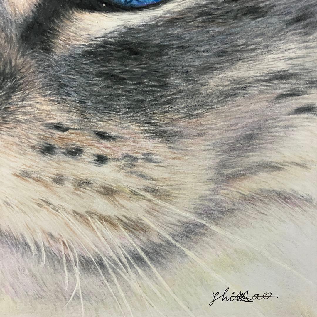 CAT 色鉛筆画