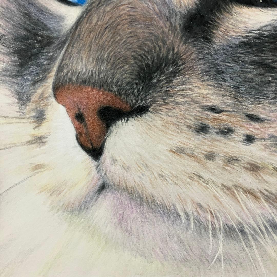 CAT 色鉛筆画