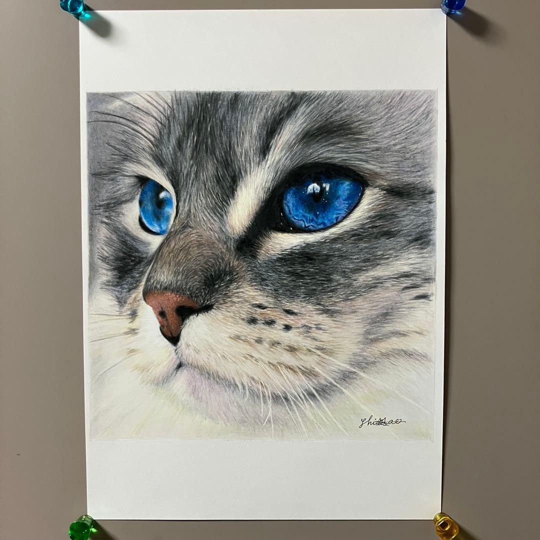 CAT 色鉛筆画