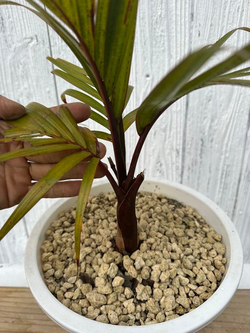 トックリヤシ　Bottle palm
