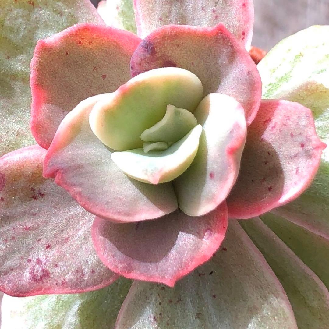 専用！多肉植物^o^  スヨン錦