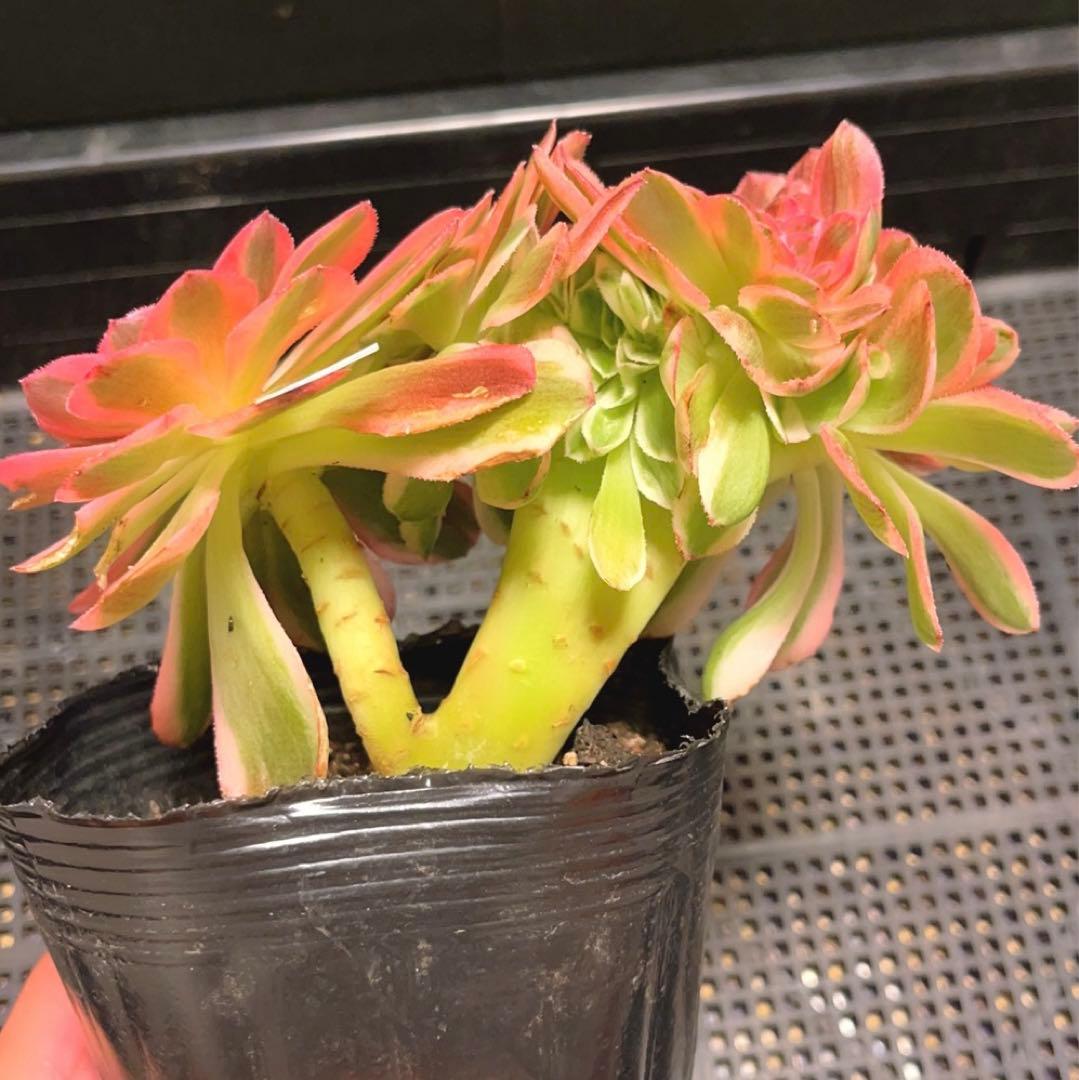 87#多肉植物アエオニウム錦❤️ ライチ錦セッカ ❤️16cm拔き苗