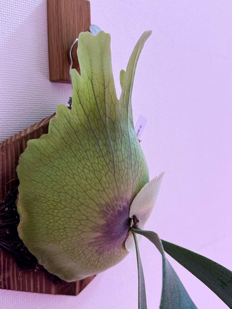 ビカクシダ P. willinckii spore